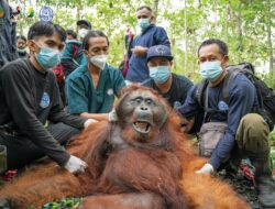 Orangutan Jantan Dewasa Ditranslokasikan ke Hutan Lindung Gunung Tarak